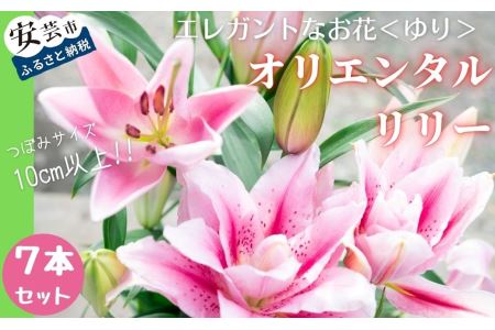 ユリ(オリエンタルリリー)7本セット