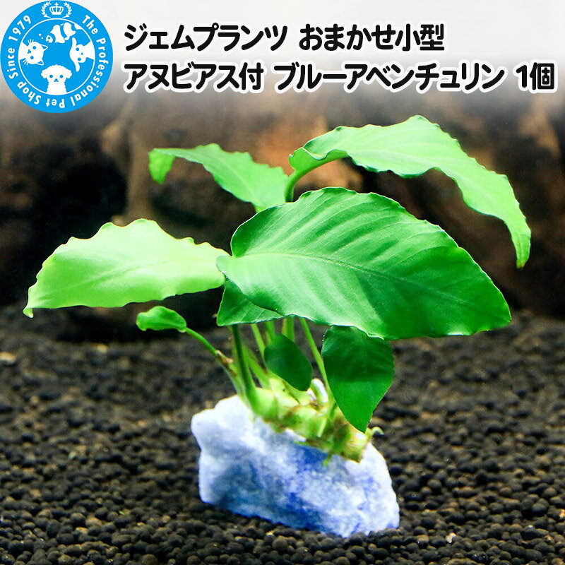 【ふるさと納税】ジェムプランツ おまかせ小型アヌビアス付 ブルーアベンチュリン 1個 [株式会社チャーム charm ジェムプランツ 宝石 水晶 レイアウト素材 形状お任せ おまかせ 植物 観葉植物 インテリア]