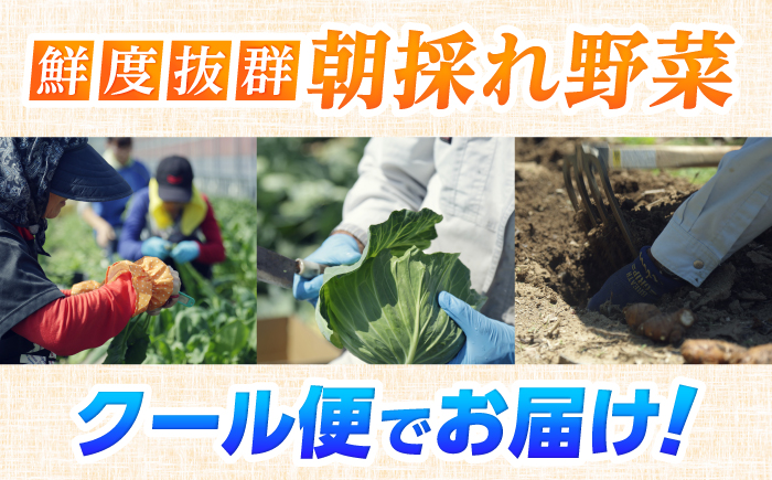 【3回定期便】土佐の太陽をいっぱいに浴びた旬の野菜と生姜約100gのセット「大」 (3回配送)【土佐野菜】 [ATBA014]