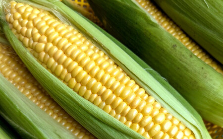 【7月上旬頃より発送】スーパースイートコーン 約3kg（6～7本） / とうもろこし トウモロコシ コーン 新鮮 野菜 / 瀬戸市 / 株式会社フラットフィールド[BBEE005]