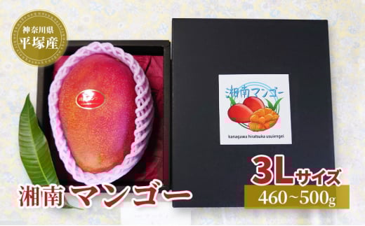 アップル マンゴー 3Lサイズ アーウィン種 湘南 平塚