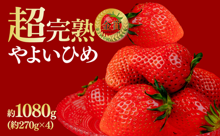 いちご【1月発送】朝採れやよいひめ レギュラー 約1080g |イチゴ 栃木県 茂木町