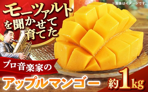 【モーツァルトを聞かせて育てた】アップルマンゴー 約1kg【国産 産地直送 マンゴー アップルマンゴー 南国 フルーツ 旬 果物 人気 オガタファーム 福岡県 筑前町 OF001】
