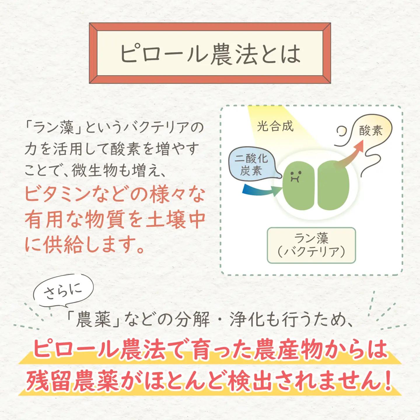 【先行予約】【令和8年産 新米】【12ヶ月定期便】ミルキークイーン 白米 4.5kg × 12回 ｜ピロール農法