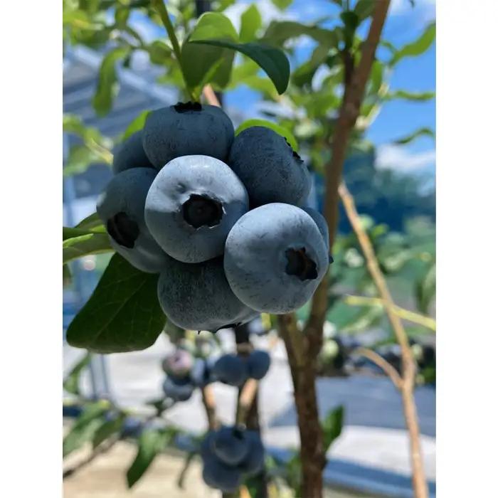 茨城県産　坂東市（生）完熟ブルーベリー1kg（125g×8P） No.538