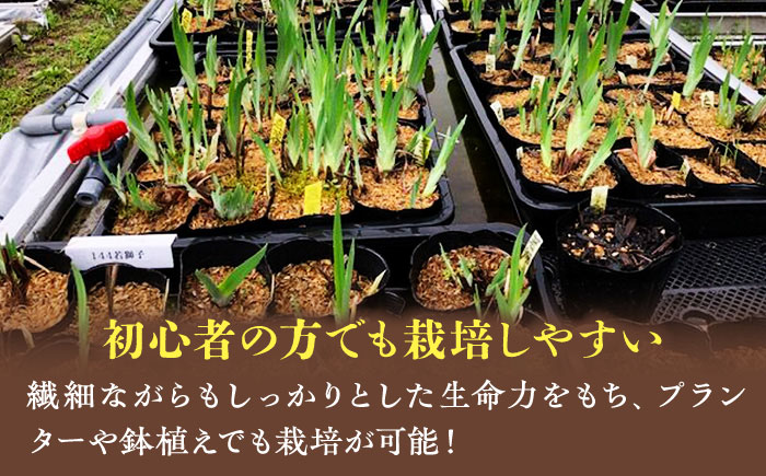 花言葉は「うれしいお知らせ♪」初心者から上級者まで幅広く楽しめる！栽培園厳選 花しょうぶの苗5品種5ポットセット　愛媛県大洲市/新谷花菖蒲園 [AGBG001]菖蒲 花 あやめ 花菖蒲 アヤメ しょう