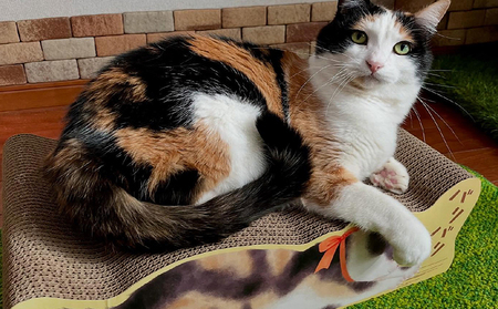 猫の爪とぎ　バリバリ猫ちゃん　4個セット 猫 ねこ ネコ cat 爪とぎ ダンボール 丈夫 写真映え 日本製 常滑市 国産 おもちゃ ペット インテリア かわいい 動物 猫用品 グッズ 招き猫 愛猫へ