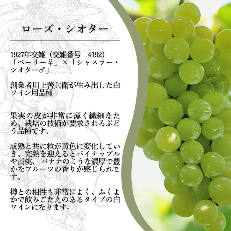 ワイン 岩の原ワイン 世界ワインコンクール金賞 希少ぶど