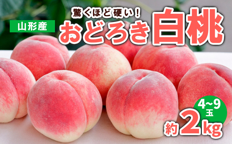 
                  山形産 おどろき 白桃  秀 約2kg(4～9玉) 【令和9年産先行予約】FS23-780 くだもの 果物 フルーツ 山形 山形県 山形市 2027年産
                