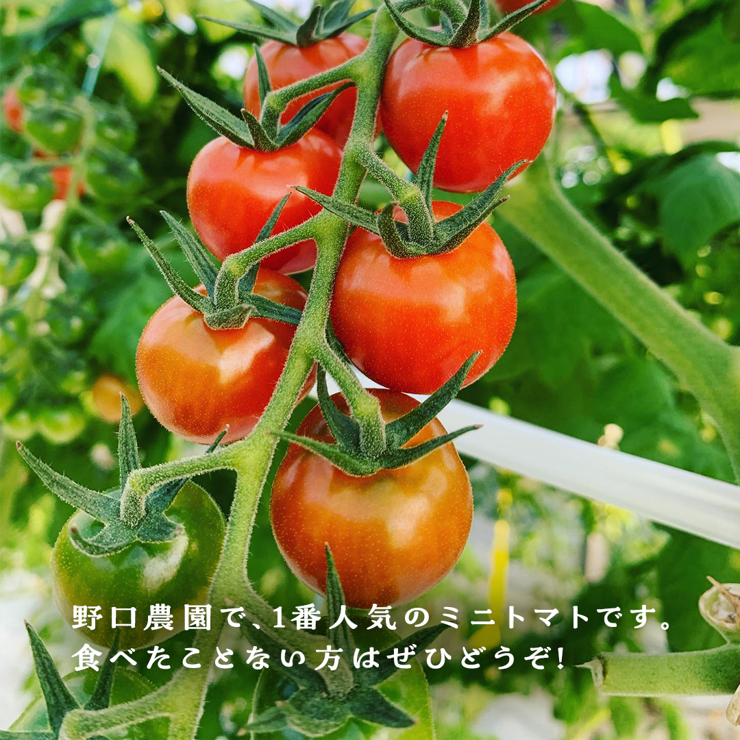 プチぷよ ミニトマト 合計 約1kg （約200g × 5パック） トマト
