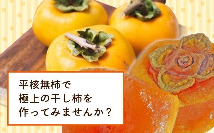 【2026年先行予約】T字枝付つるし柿用生渋柿 1.5〜2kg ふるさと農園《10月中旬～11月上旬頃発送予定》