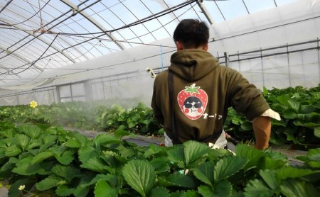 食べてご苺（さぬき姫）約500g（約250g×2パック） 果物類 いちご イチゴ 観音寺産 オリジナル品種 紅色 高設式養液栽培 プレゼント 