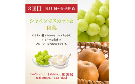  ≪先行受付≫【2026度年発送】8種のフルーツ詰合せセット★スペシャル便【定期便全４回】