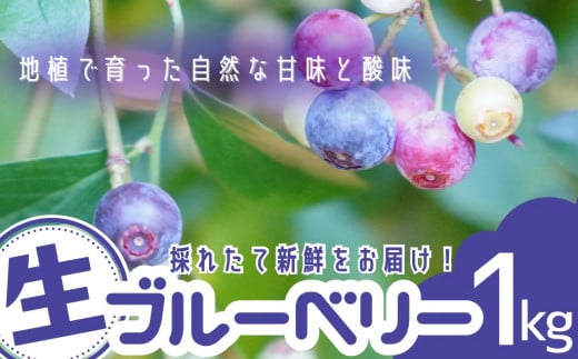 童集乃村 ブルーベリー（生果）1㎏　フルーツ 旬 果物 朝食 おやつ 無農薬