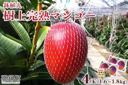 ＜鉢植え 樹上完熟マンゴー 400～450g×4玉 計1.6kg～1.8kg＞2023年5月上旬～6月中旬迄に順次出荷