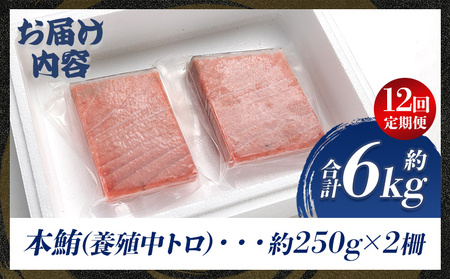 【定期便/計12回】本マグロ中トロ500g（計6kg）【まぐろまぐろまぐろまぐろまぐろまぐろまぐろまぐろまぐろまぐろまぐろまぐろまぐろまぐろまぐろまぐろまぐろまぐろまぐろまぐろまぐろまぐろまぐろまぐろ