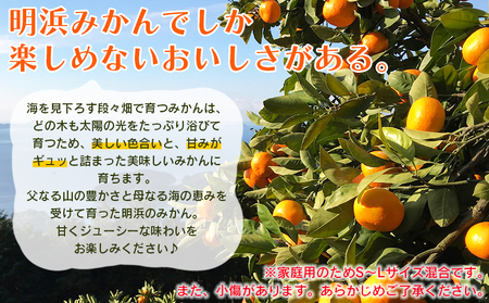 愛媛県明浜産　天晴みかん(温州みかん)　15kg