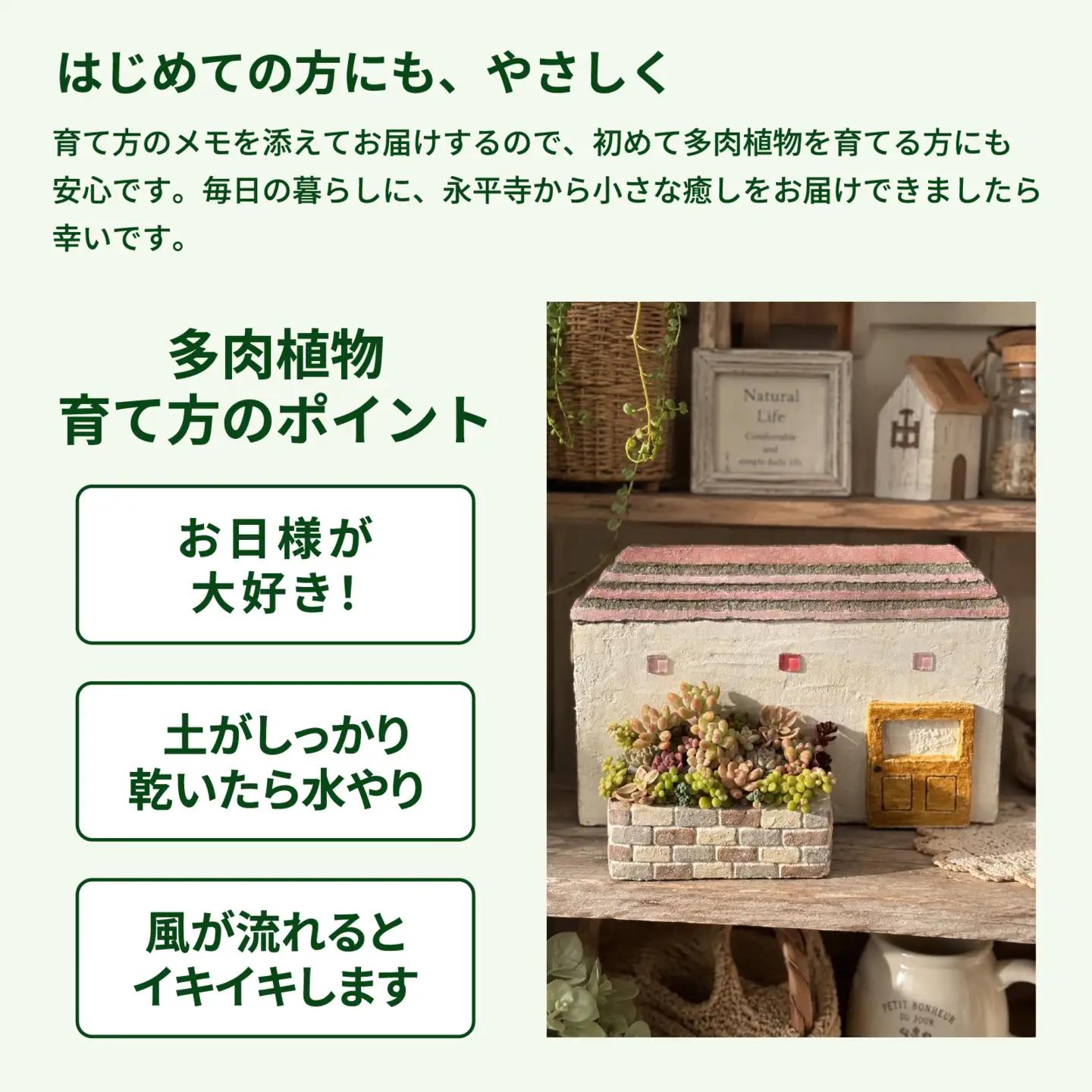【期間限定】モルタル造形おうち鉢(大)と多肉植物の寄せ植え [A-078006]