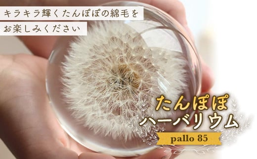 
【pallo 85】たんぽぽハーバリウム F24N-428
