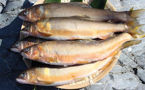 FKP9-365 球磨川の天然鮎 1kg