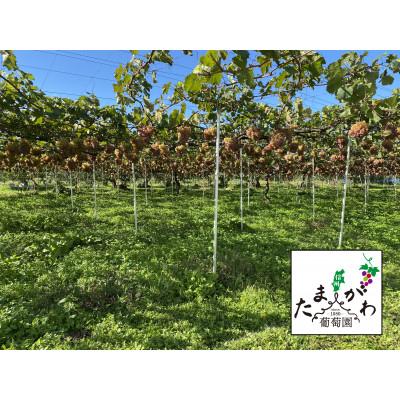 ふるさと納税 長野市 ワイン 竜眼 Early Harvest 750ml×4本 |  | 01