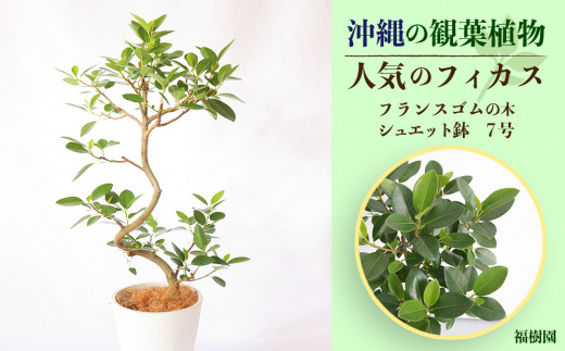 
沖縄の観葉植物 人気のフィカス フランスゴム7号 シュエット鉢
