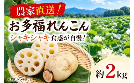 先行予約 れんこん 2kg お多福れんこん 蓮根 レンコン 農家直送 産地直送 新鮮 野菜 根菜 有機肥料 【2026年9月より順次発送】（111-01）