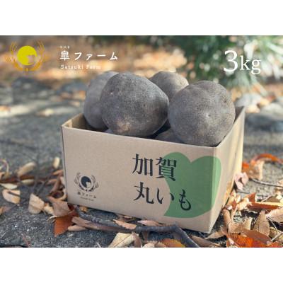 ふるさと納税 能美市 能美市特産品　加賀丸いも　秀品　3kg(5〜6個)