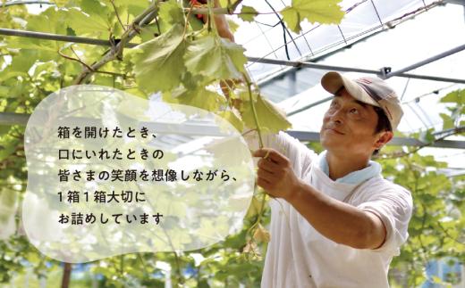 【2026年先行予約】量より質！桃とピオーネ＆シャインマスカット、上級品の2回便 (定期便)(岡山県産) 【KF-T032-03】