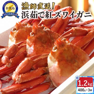 ふるさと納税 佐渡市 【2026年4月先行受付】新潟県佐渡島直送!『冷凍』 浜茹で紅ズワイガニ(400g×3杯)