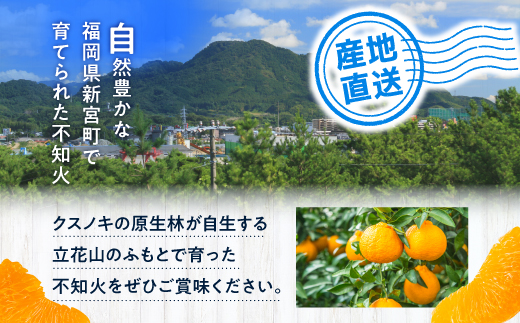 AA132.農家直送の不知火／約3kg（2027年2月発送予定)