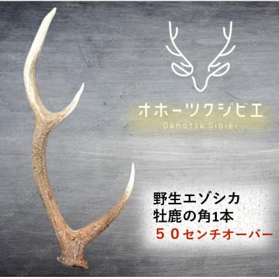 ふるさと納税 遠軽町 オホーツクジビエ　牡鹿角1本(観賞用)50cmオーバー