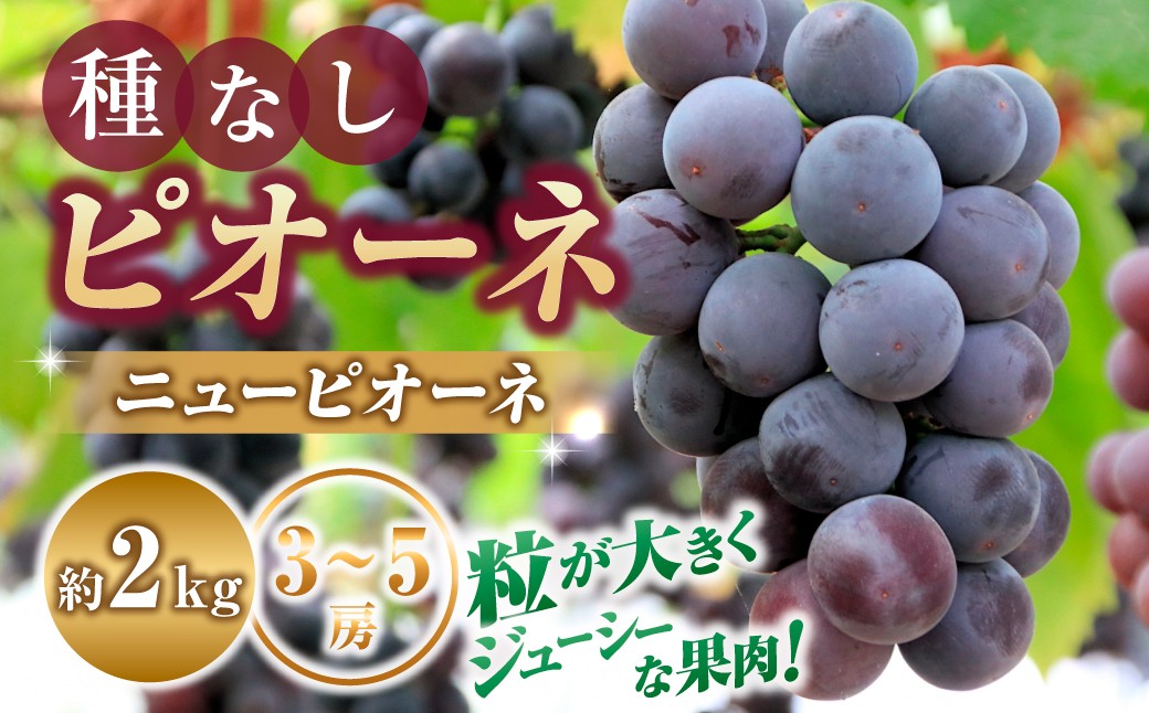 
                  【令和8年発送】種なしピオーネ（ニューピオーネ）2kg ぶどう 葡萄 ブドウ ピオーネ 種なし ジューシー 濃厚 宮崎県 小林市
                