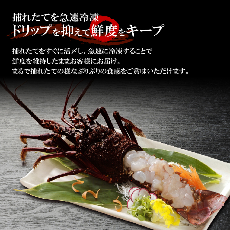 【漁師直送】活き〆冷凍 特大伊勢海老 1kg（1～2尾）　W005-003