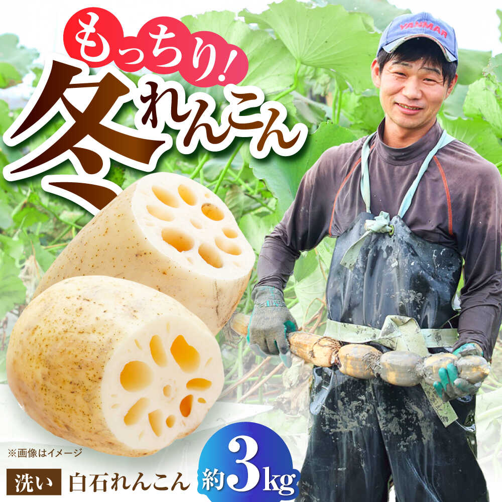 【ふるさと納税】 【令和7年11月以降発送】【土壌からとことんこだわり】白石町産 洗いれんこん約3kg【野中農園】農家直送 レンコン 蓮根 小分け 野菜 根菜 佐賀県 白石町[IDC006]