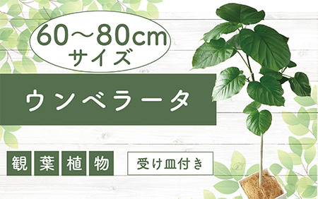 2025年4月中旬～発送【観葉植物】ウンベラータ60cm～80cm(Green Base/014-1370) 南国鹿児島県で育った 観葉植物！植物 鉢付 インテリア 室内 オフィス おしゃれ プレゼント ギフト 開店祝い 移転祝い マイナスイオン【配送不可地域：北海道・沖縄県・離島】