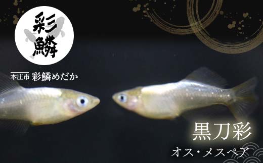 
《当店作出品種》 彩鱗めだか ＜黒刀彩＞ めだか メダカ 飼育 ペット 鑑賞 魚 動物 生き物 関東 F5K-077
