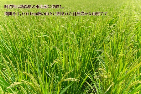 《新米予約》 米 5kg 《 新潟県産 コシヒカリ みかわ稲穂の舞 》 令和7年産 5kg × 1袋 阿賀 三川 | こしひかり 白米 精米 送料無料 お取り寄せ お米 金賞受賞 ※2025年11月上