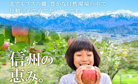 ＜26年発送 先行予約＞長野県産 りんご シナノピッコロ 訳あり 約2kg リンゴ 旬 フルーツ 訳アリ 林檎 果物 規格外 自家用 産地直送 農園 産直 お取り寄せ もぎたて 採れたて 送料無料 堀