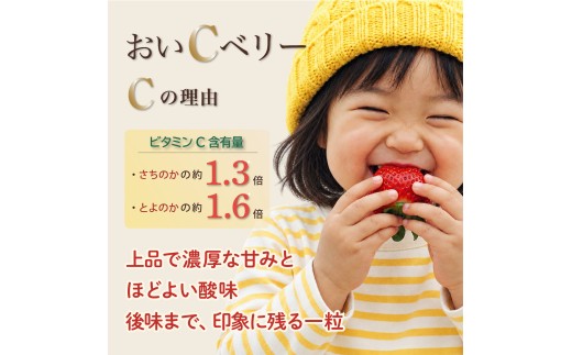 先行予約 いちご 苺 おいCベリー 贈答品 4パック：36～54粒 （2027年1月発送開始） | 紅ほっぺ 希少 新品種さちのか 高級 厳選 こだわり 贅沢 贈り物 ギフト プレゼント 限定 お取り