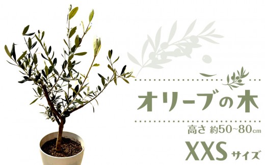 
            オリーブの木　XXSサイズ　高さ約50～80cm
          