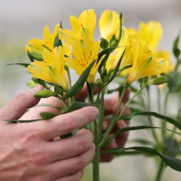 華やかな　アルストロメリア【上級品・生花】花農家直送品B　４月～８月発送　花丈80cm・30本前後［KS-102］