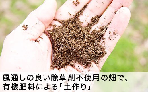 風通しの良い除草剤不使用の畑で、有機肥料による「土作り」。