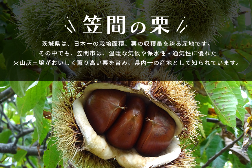 笠間の生栗 (約1kg) 低温熟成 利平 2L以上 日本一 栗生産量 茨城県 栗 くり 生栗 熟成栗 大きい 大粒 茨城 国産 国産栗 和栗 甘栗 栗ご飯 栗きんとん 栗おこわ 甘露煮 マロン 秋 旬