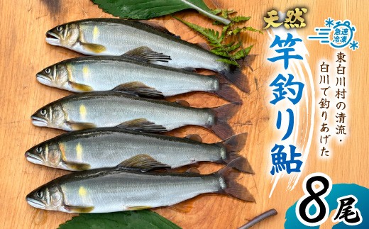 天然鮎 8尾 国産 冷凍 竿釣り 鮎 あゆ アユ 川魚 天然 清流 魚介 海鮮 おかず おつまみ 食品 白川清流 冷凍 急速冷凍 真空パック 岐阜県産 東白川村 川釣り