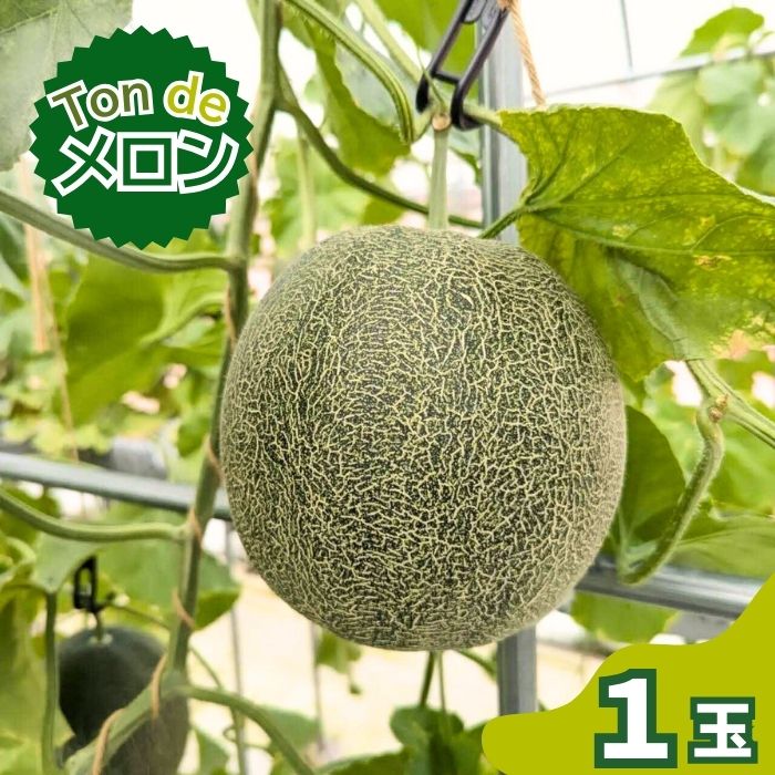 【ふるさと納税】Ton de メロン 1玉【ペルルグリーンメロン アールスヴェルダメロン フルーツ 果物 美味しい 甘い 芳醇 しっとり 上品 旬 ご褒美 ギフト 贈り物 ご自宅用 安来 島根県 安来市】