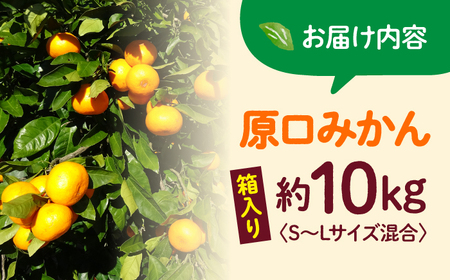 先行予約 原口みかん 10kg サイズ混合 みかん CFW003]