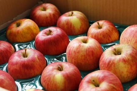 アルプス 信州産 りんごストレート缶ジュース《無添加》160g×16本