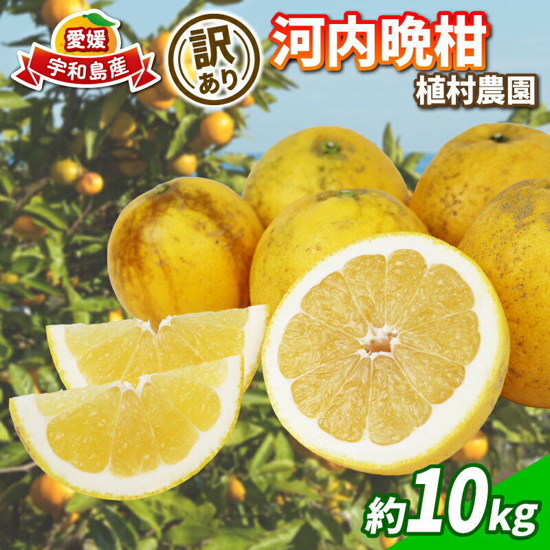 【ふるさと納税】 訳あり 河内晩柑 10kg 植村農園 晩柑 かわちばんかん 和製 グレープフルーツ 訳アリ 訳あり品 愛媛みかん 愛媛蜜柑 愛媛県産みかん 蜜柑 みかん mikan さっぱり フレッシュ 果物 くだもの フルーツ 柑橘 数量限定 産地直送 国産 愛媛 宇和島 B010-153007