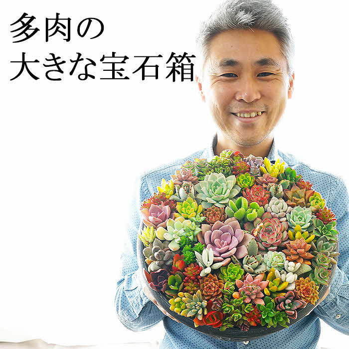 【ふるさと納税】多肉植物の寄せ植え 10号鉢 | 観葉植物 植物 グリーン 多肉 寄せ植え 室内 鉢植え ギフト 贈答 贈り物 プレゼント お祝い 直送 農家直送 茨城県 古河市 送料無料 ご褒美 記念日 景品 鑑賞 手入れ 創作 アレンジ _FC01